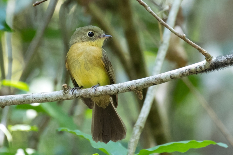 Whiskered Myiobius