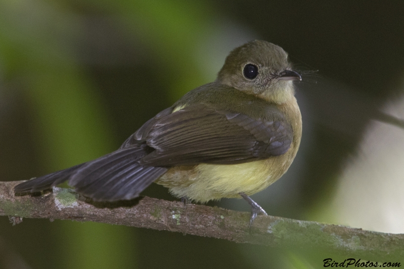 Whiskered Myiobius