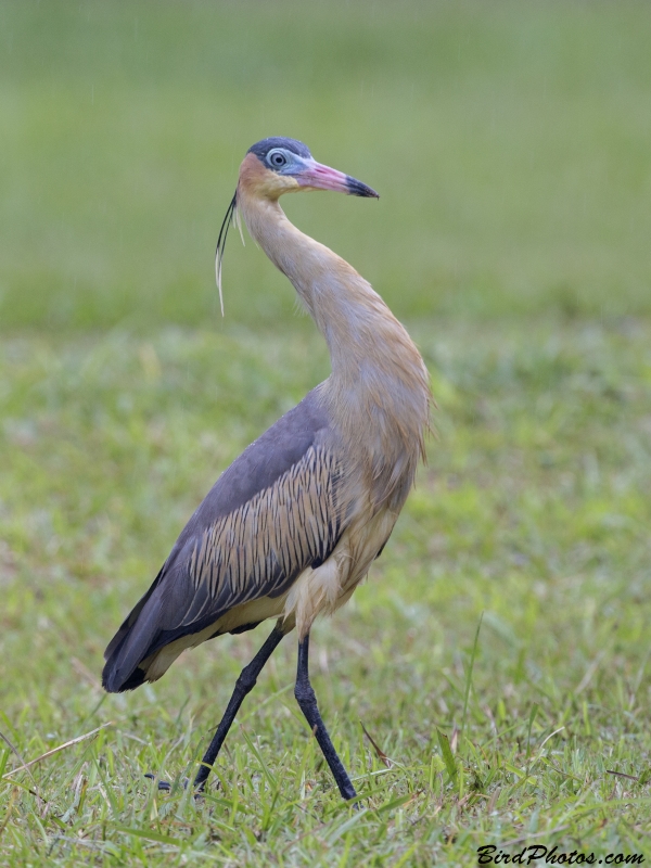 Whistling Heron