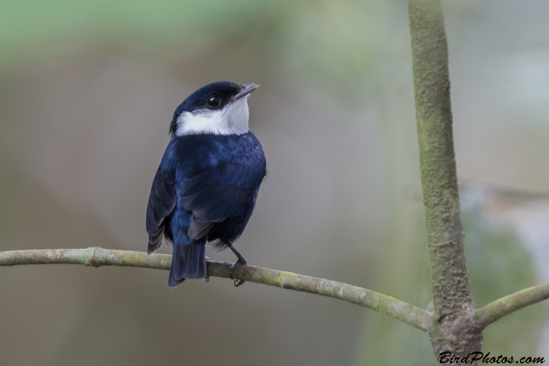 White-bibbed Manakin