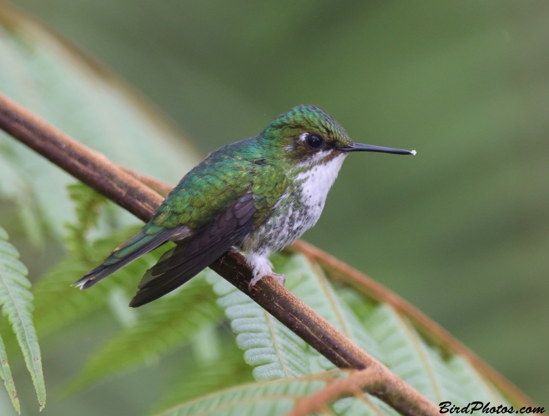 White-booted Racket-tail