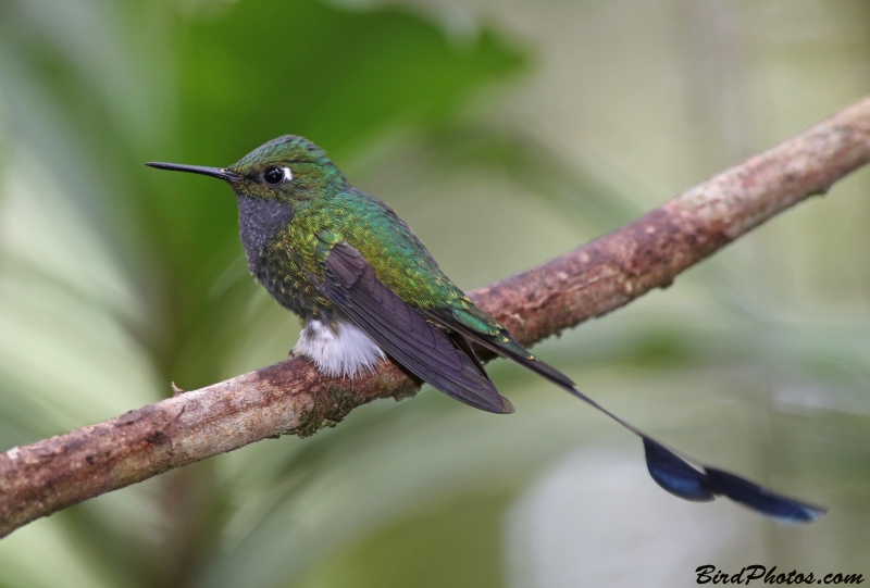 White-booted Racket-tail