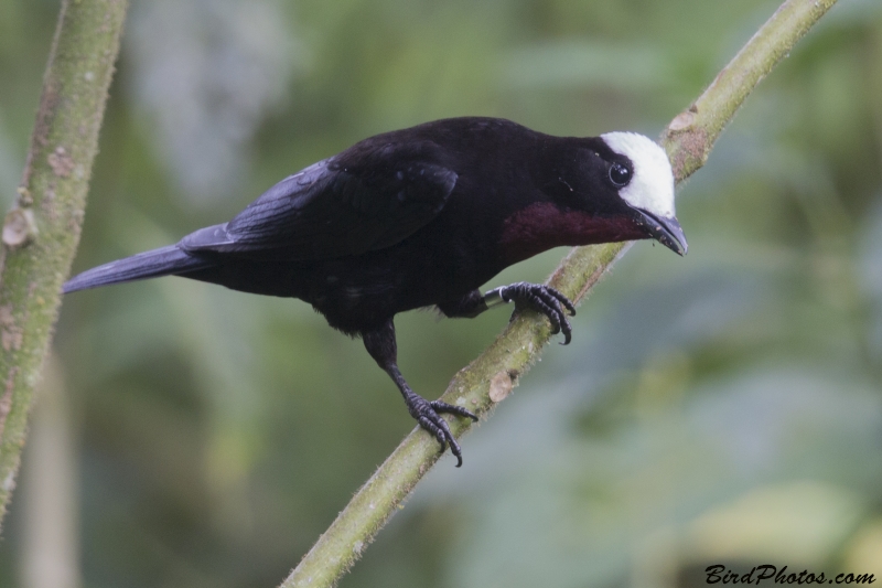 White-capped Tanager