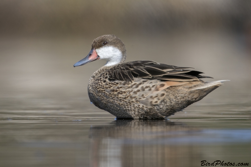 White-cheeked Pintail