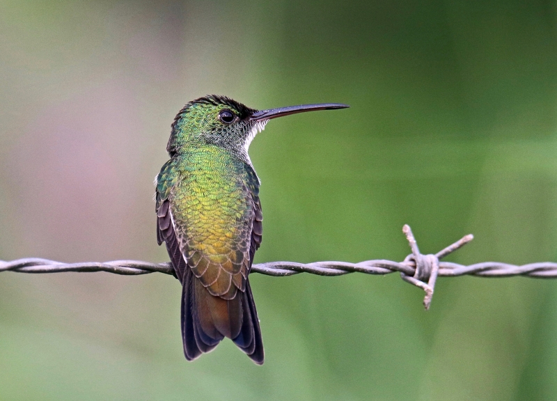 White-chested Emerald