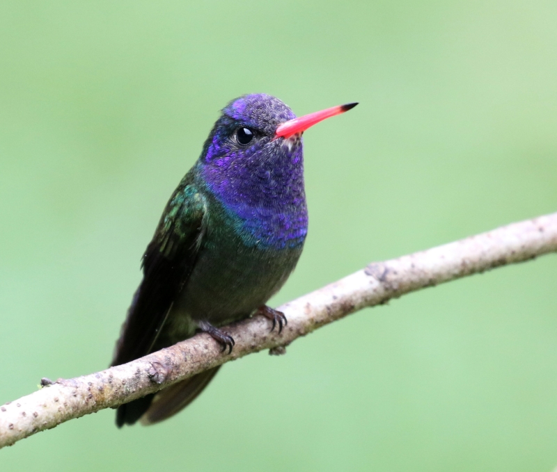 White-chinned Sapphire