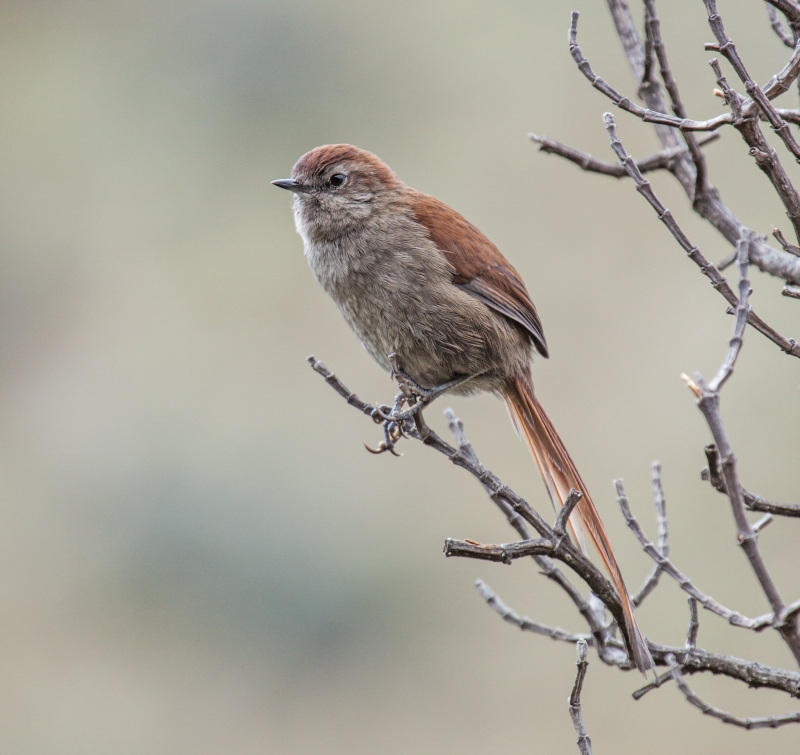 White-chinned Thistletail