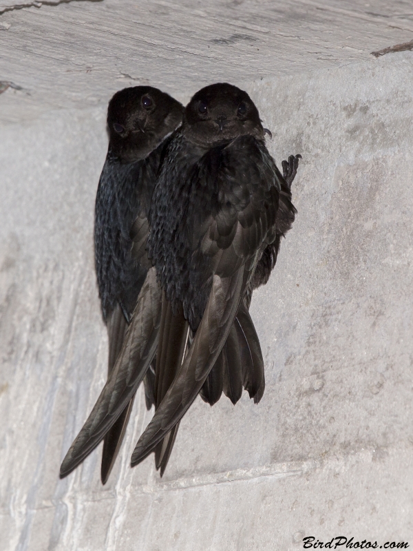 White-collared Swift