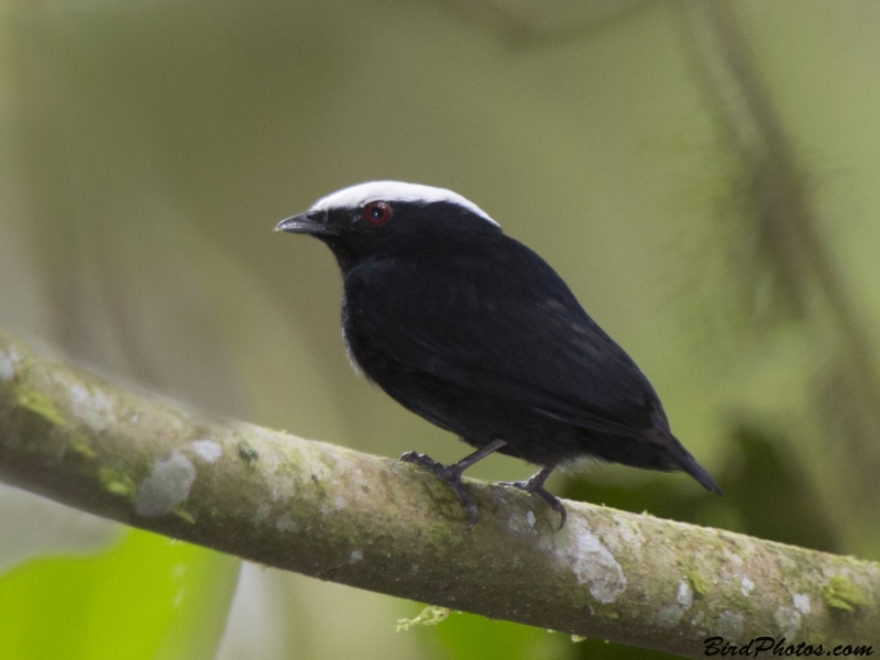 White-crowned Manakin