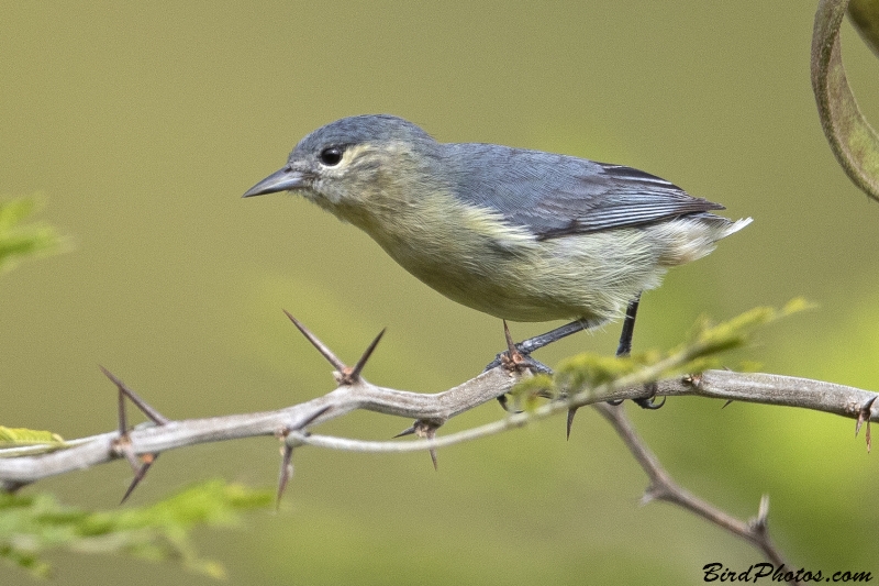 White-eared Conebill