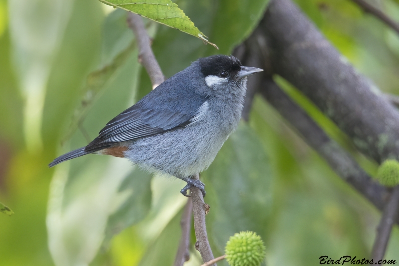 White-eared Conebill