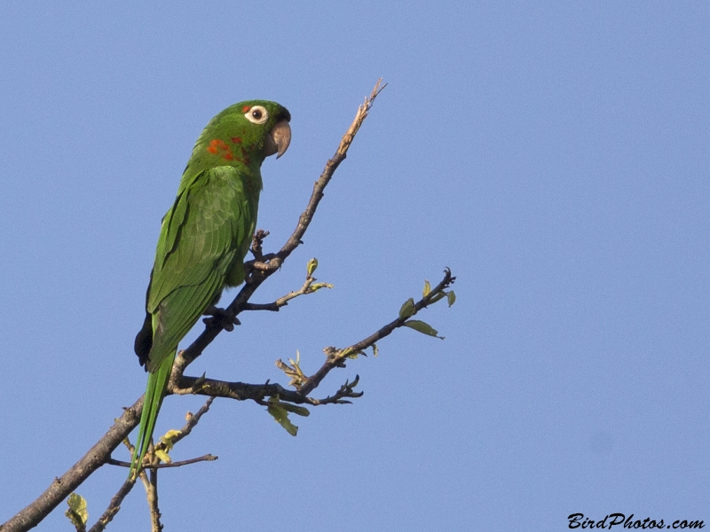 White-eyed Parakeet