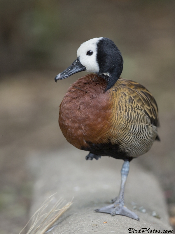 White-faced Whistling Duck