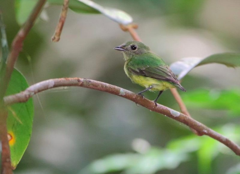 White-fronted Manakin