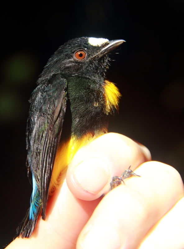 White-fronted Manakin