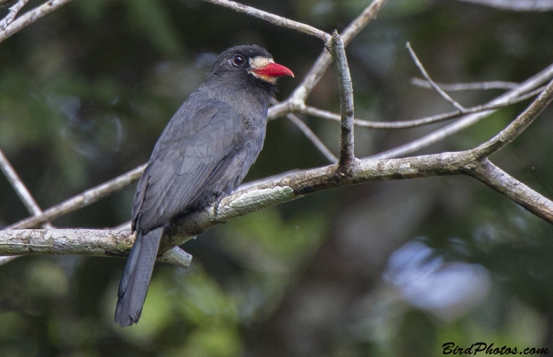 White-fronted Nunbird