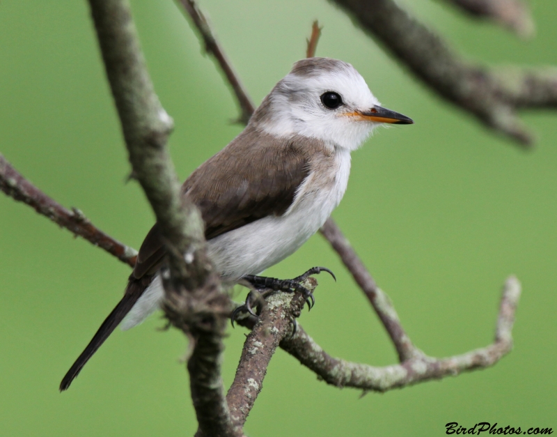 White-headed Marsh Tyrant