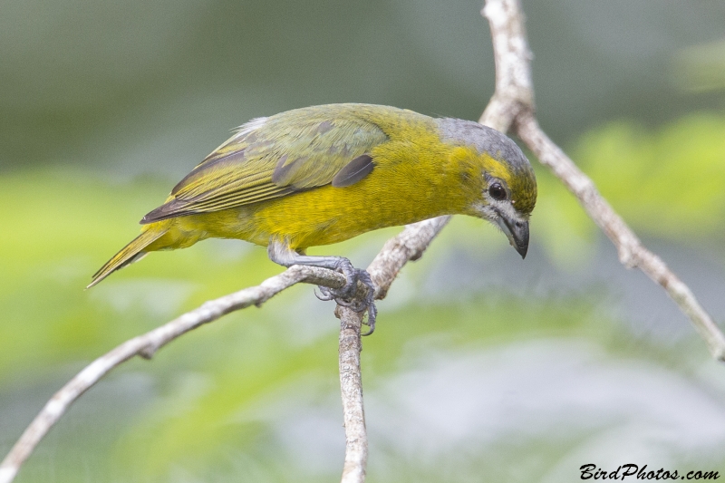 White-lored Euphonia