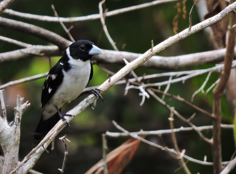 White-naped Seedeater