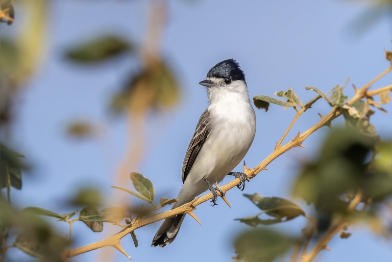 White-naped Xenopsaris