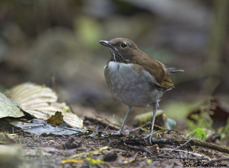 White-necked Thrush