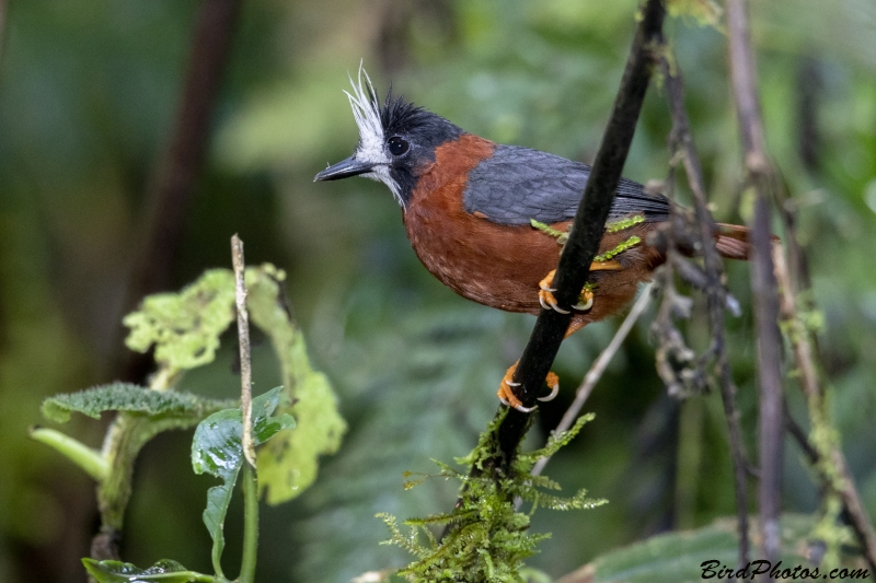 White-plumed Antbird