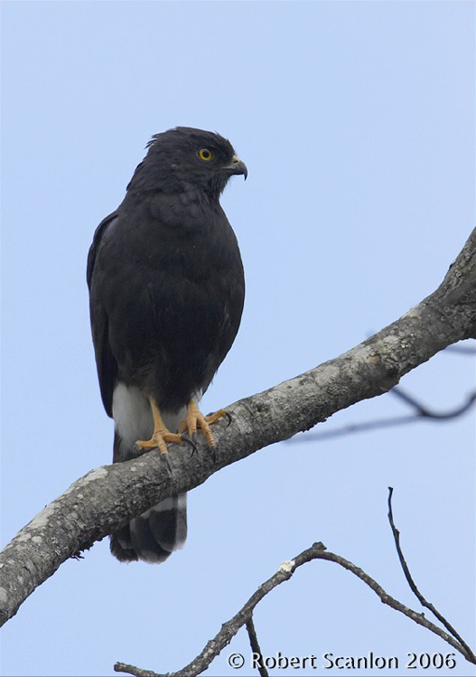 White-rumped Hawk