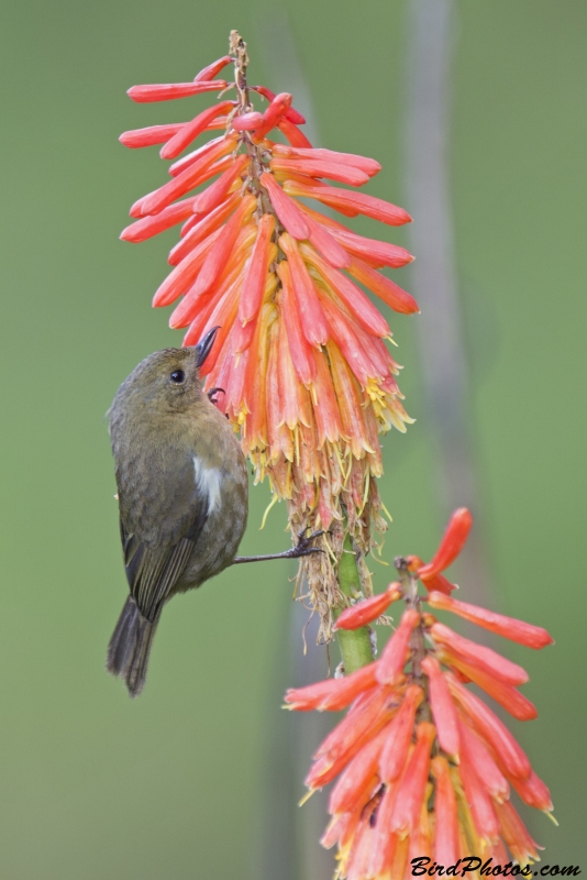 White-sided Flowerpiercer