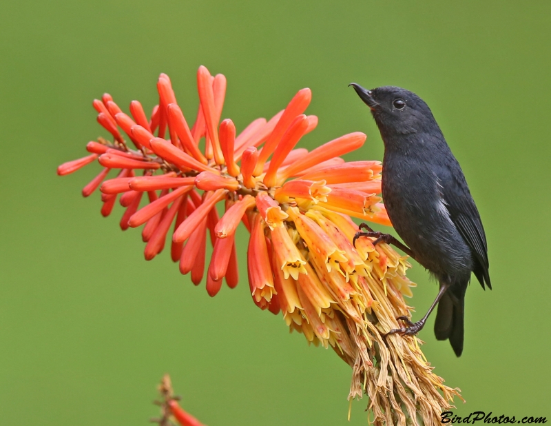 White-sided Flowerpiercer