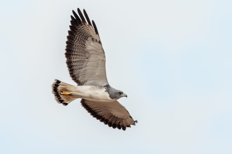 White-tailed Hawk