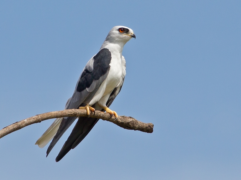 White-tailed Kite