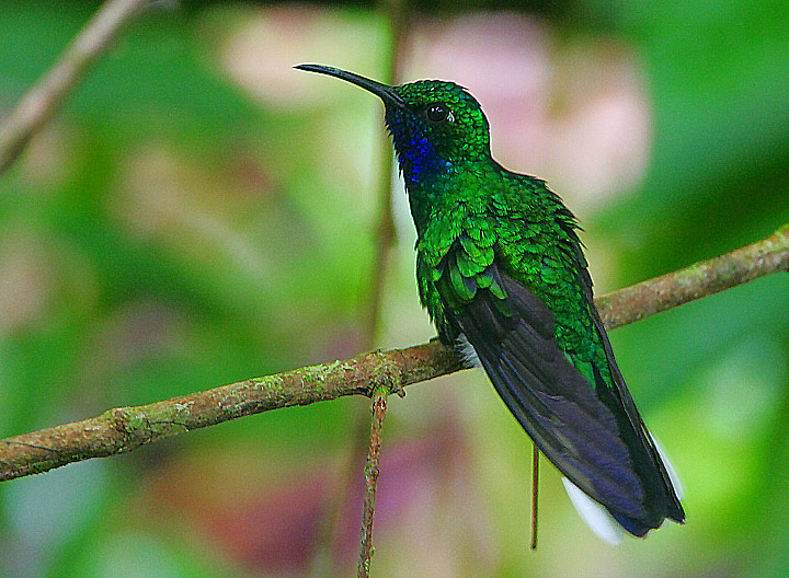 White-tailed Sabrewing