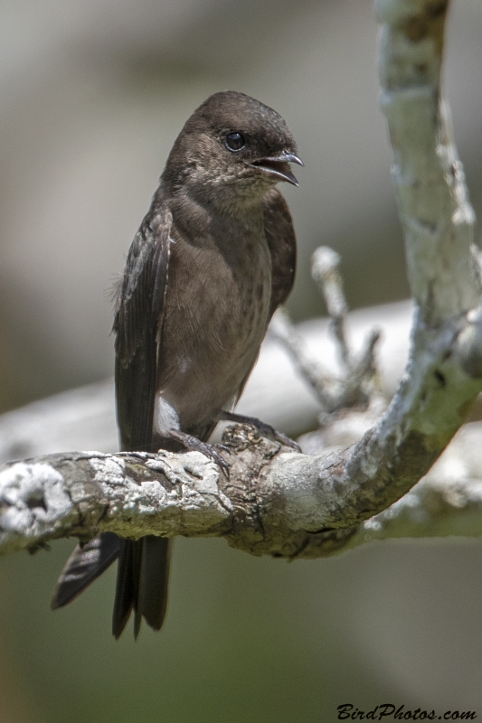 White-thighed Swallow