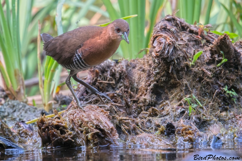 White-throated Crake