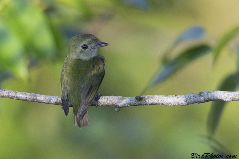 White-throated Manakin