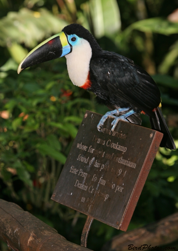 White-throated Toucan