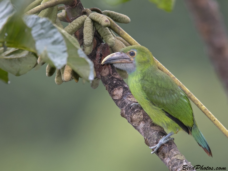 White-throated Toucanet