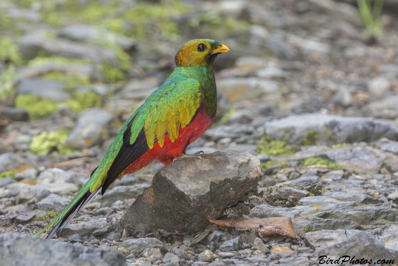 White-tipped Quetzal