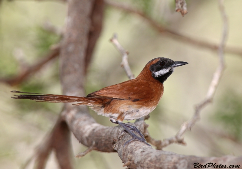 White-whiskered Spinetail