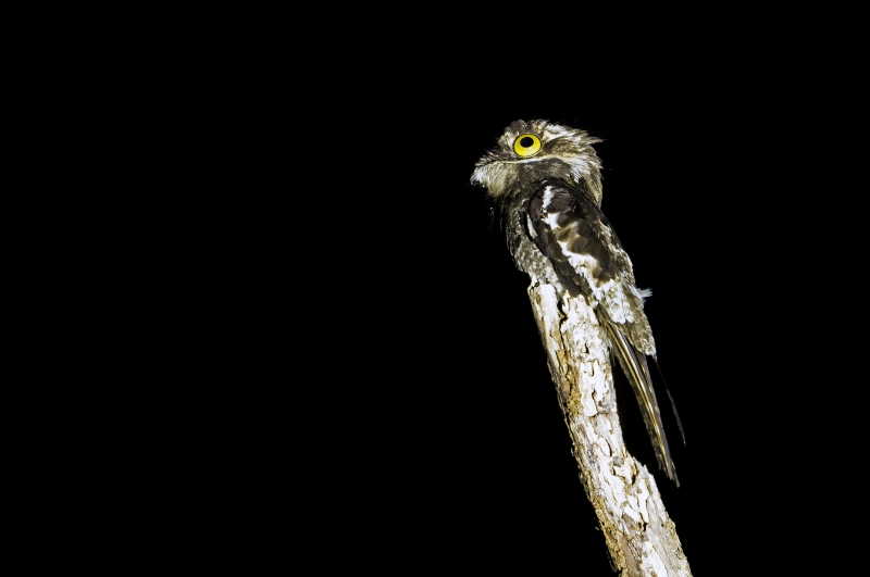 White-winged Potoo