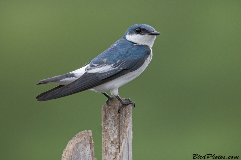 White-winged Swallow