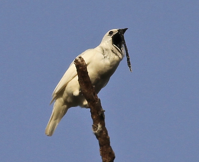 White Bellbird