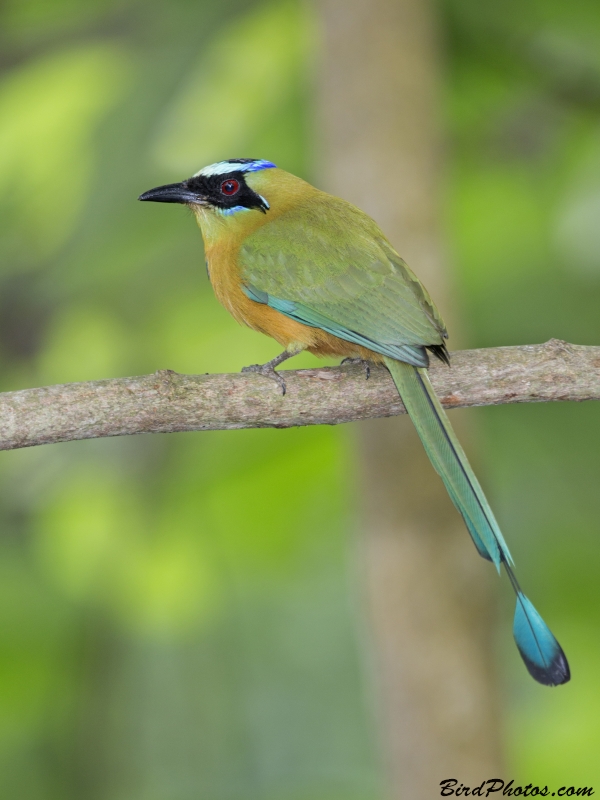 Whooping Motmot