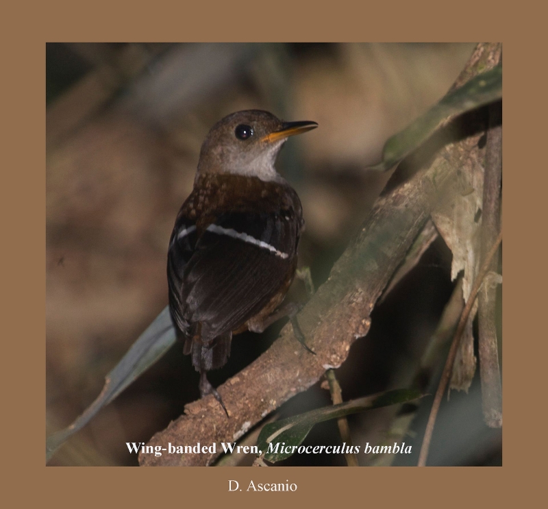 Wing-banded Wren