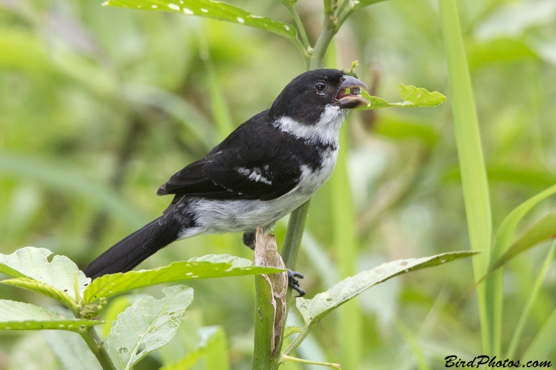 Wing-barred Seedeater