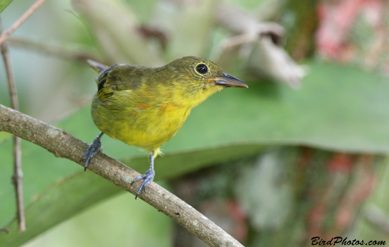 Yellow-backed Tanager