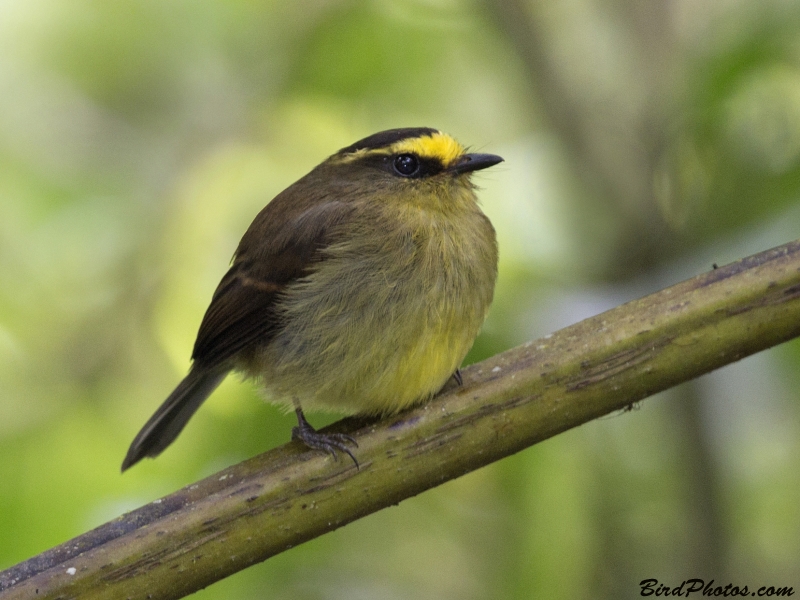 Yellow-bellied Chat-Tyrant