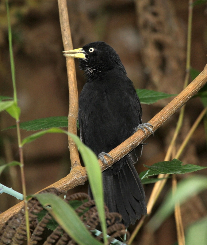 Yellow-billed Cacique