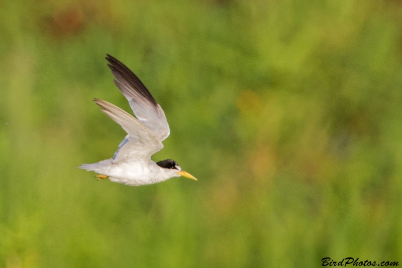 Yellow-billed Tern