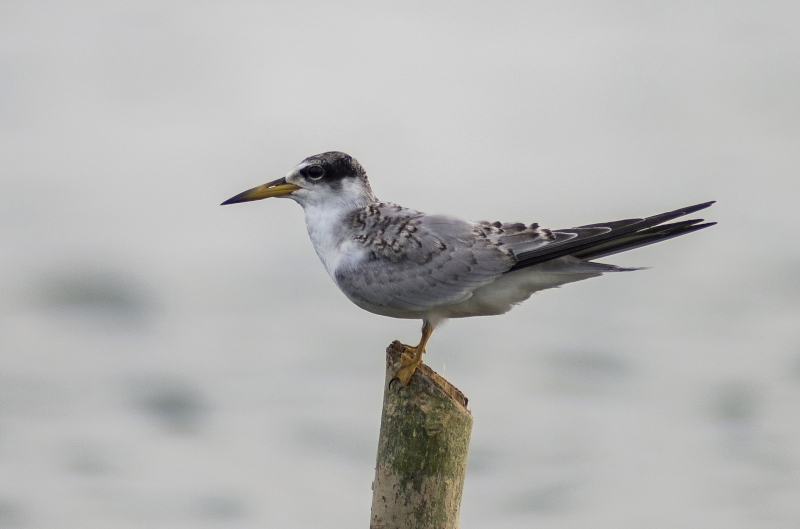 Yellow-billed Tern